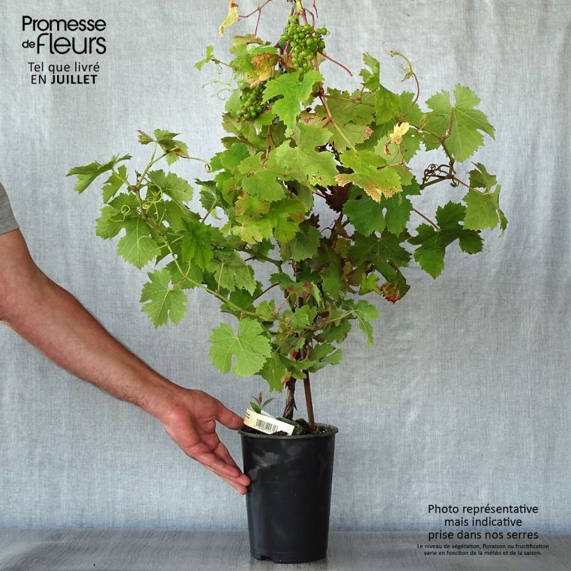 Vitis vinifera Cabernet Franc - Grape vine 2L/3L potShipped height around 50/60cm sample as delivered in summer