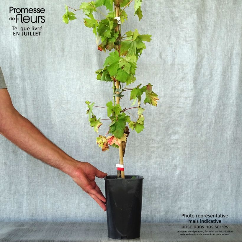 Vitis vinifera Cardinal - Grape vine 1.5L/2L potShipped height around 30/40cm sample as delivered in summer