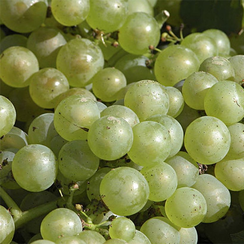Vitis vinifera Chardonnay - Grape vine (Flowering)
