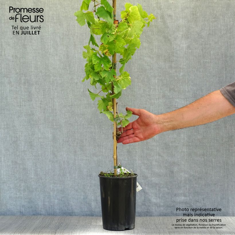 Vitis vinifera Chardonnay - Grape vine 2L/3L potShipped height around 80/100cm sample as delivered in summer