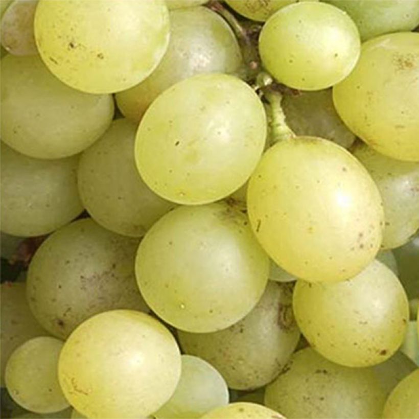 Vitis vinifera Dattier de Beyrouth - Grape vine (Harvest)