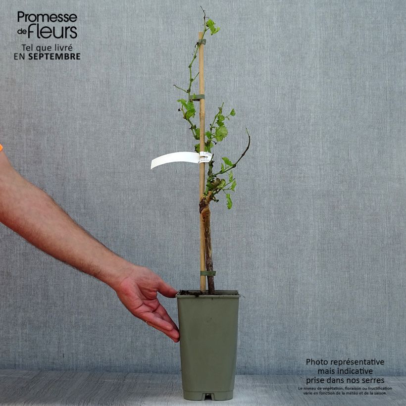 Vitis vinifera Dattier de Beyrouth - Grape vine 1.5L/2L pot sample as delivered in summer