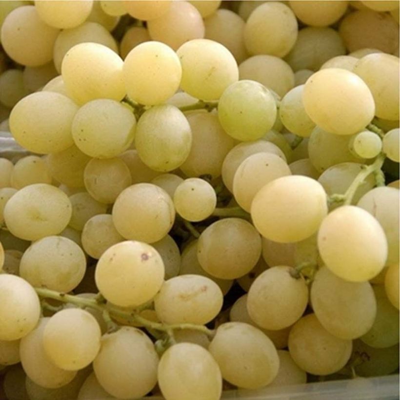 Vitis vinifera Delizia di Vaprio - Grape vine (Harvest)