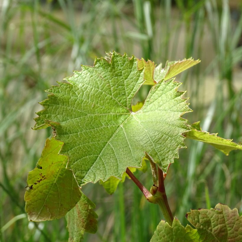Vitis viniferaFrankenthaler - Grape vine (Foliage)