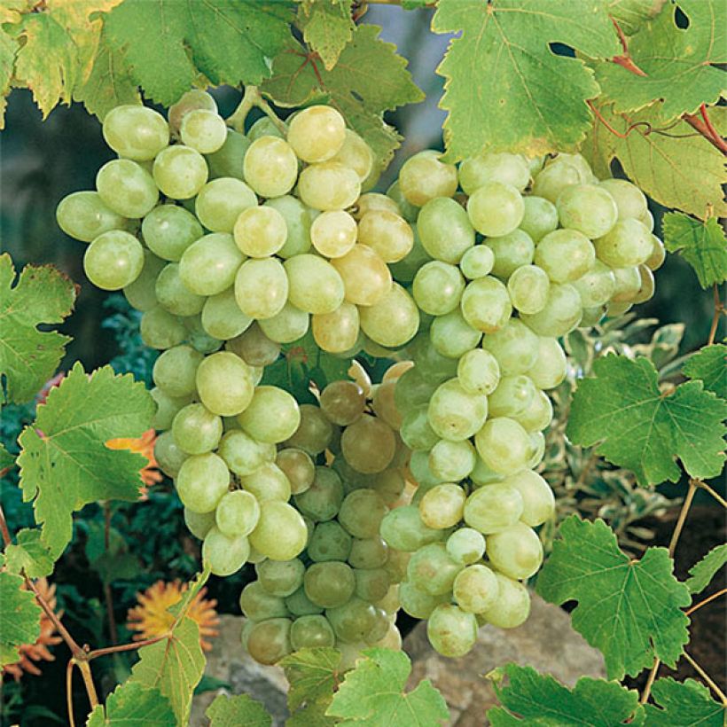 Vitis vinifera Italia - Grape vine (Harvest)