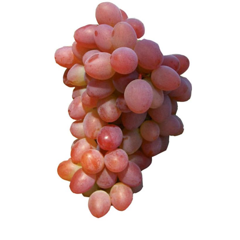 Vitis vinifera Katharina - Grape vine (Harvest)