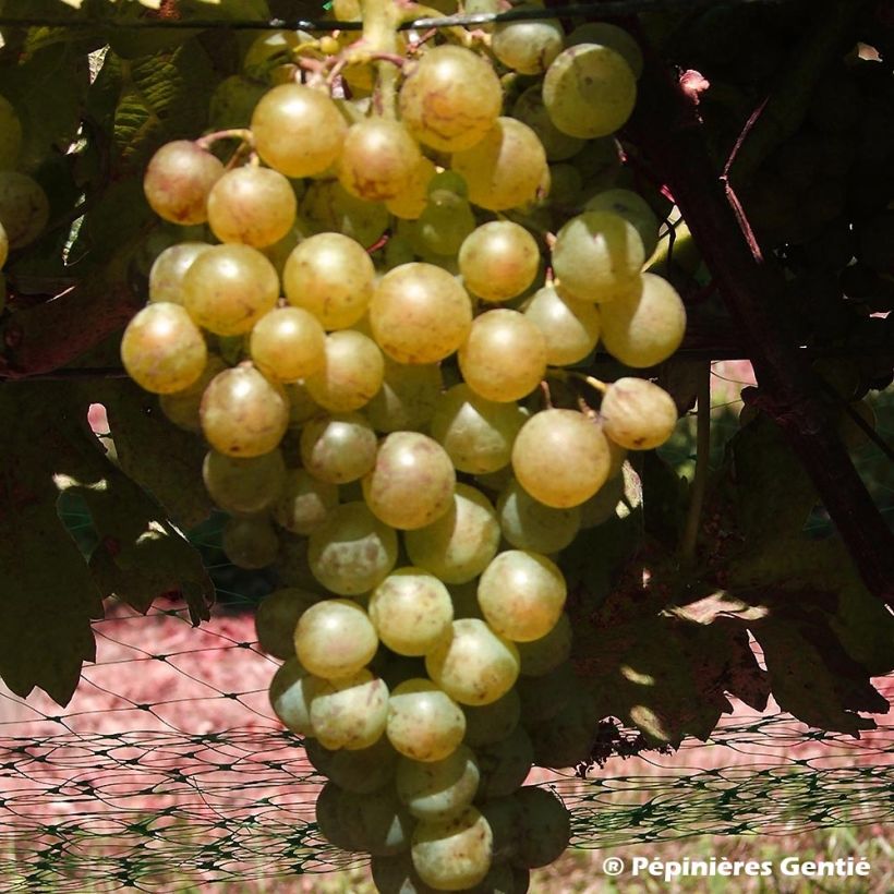 Vitis vinifera Royal Madeleine - Grape vine (Harvest)