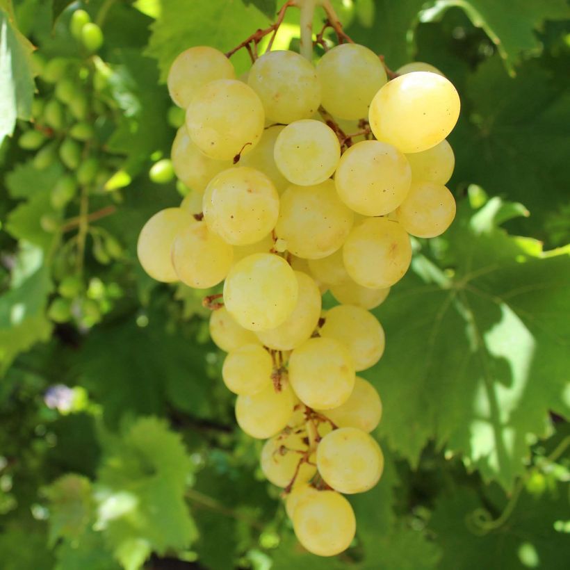 Vitis vinifera Matilde - Grape vine (Harvest)