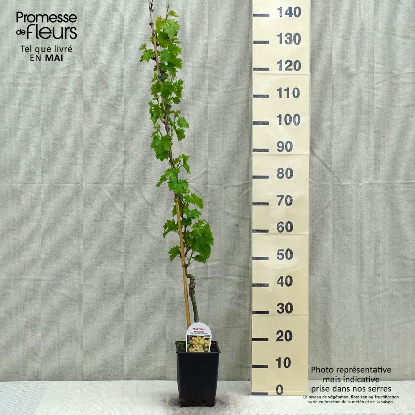 Vitis vinifera Matilde - Grape vine 3L/4L potShipped height around 100/150cm sample as delivered in spring