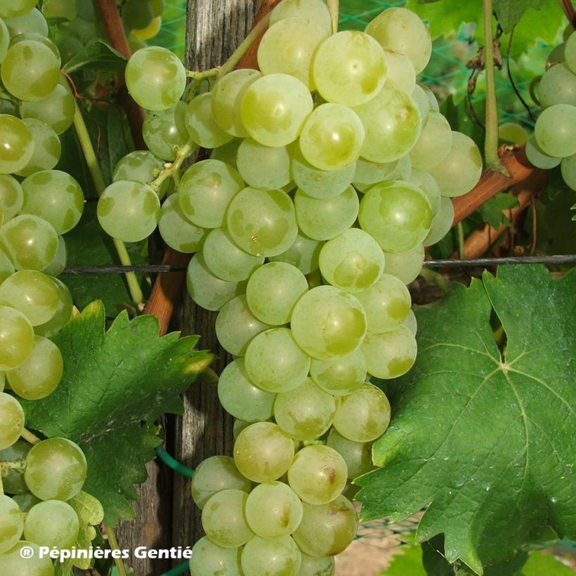 Vitis vinifera Muscat Blanc à Petits Grains - Grape Vine (Harvest)