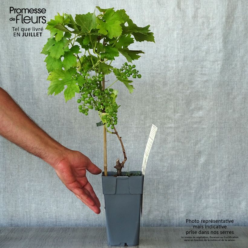 Vitis vinifera Muscat Vine champion - Grape vine 2L/3L potShipped height around 50/60cm sample as delivered in summer