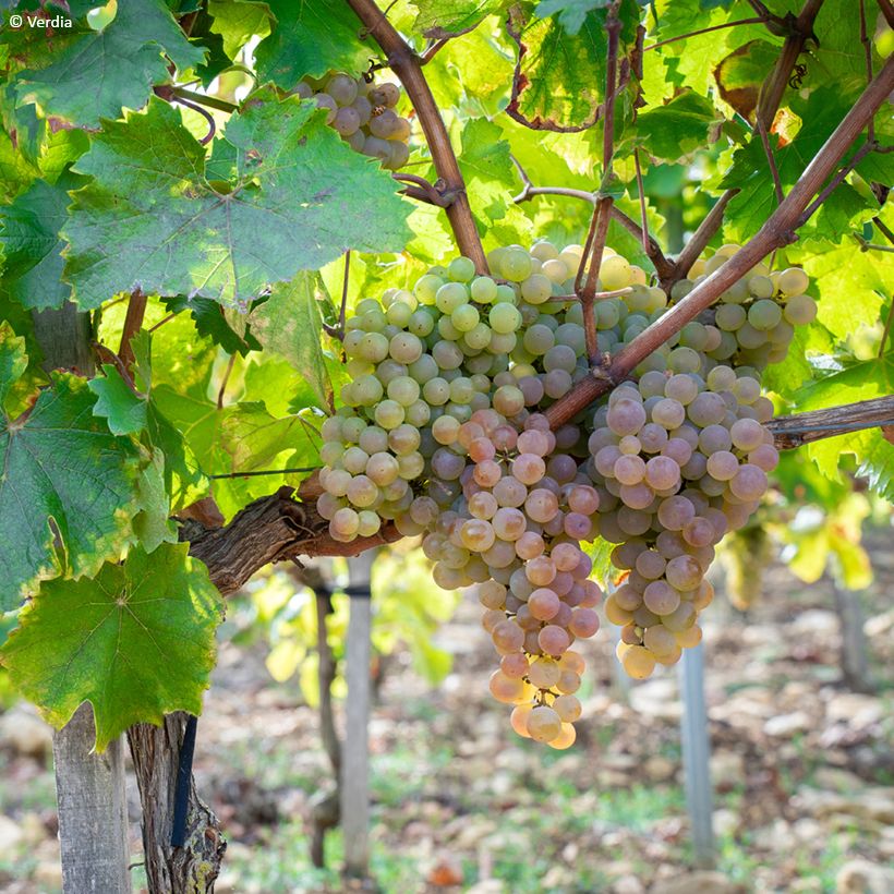 Vitis Nathy-Sauvignac Vign'Happy Fruitality - Grapevine (Plant habit)