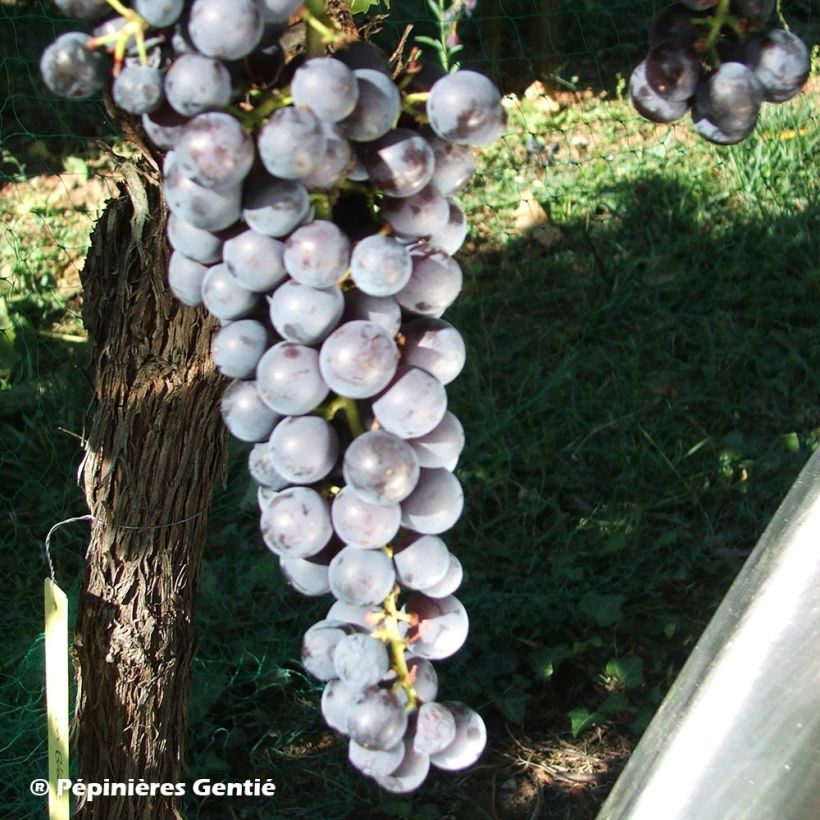 Vitis vinifera Noir Hâtif de Marseille - Grape vine (Harvest)