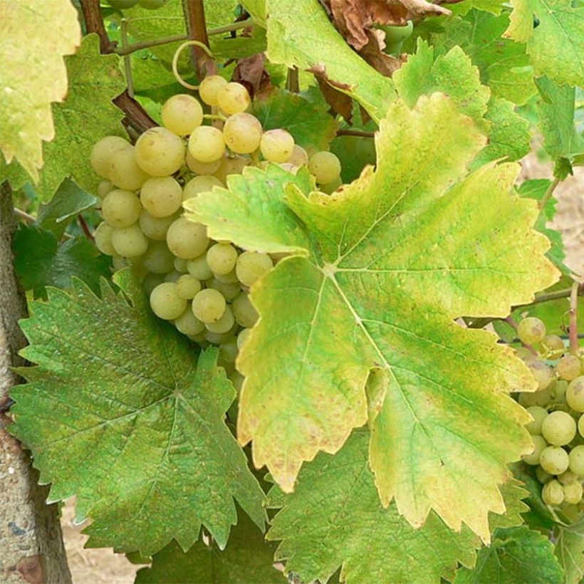 Vitis vinifera Perle de Csaba - Grape Vine (Harvest)