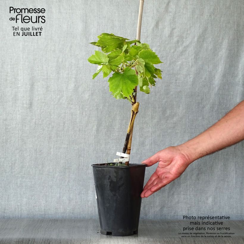 Vitis vinifera Perlette - Grape Vine 2L/3L potShipped height around 60/70cm sample as delivered in summer