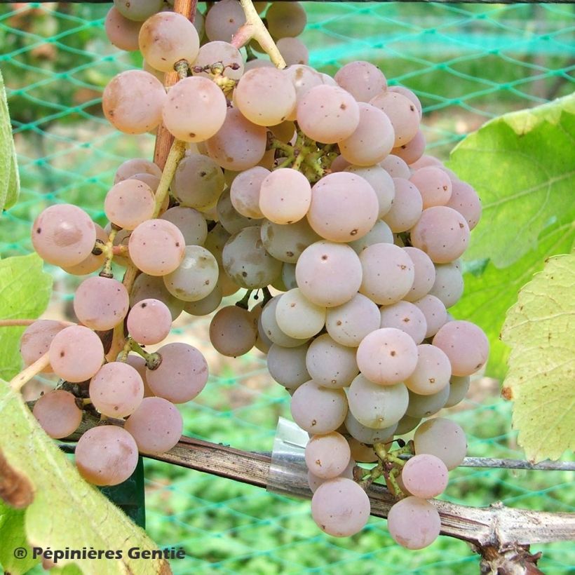 Vitis vinifera Pied de Perdrix - Grape Vine (Harvest)