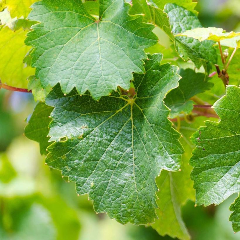 Vitis vinifera Riesling - Grape Vine (Foliage)