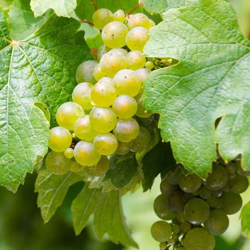 Vitis vinifera Riesling - Grape Vine (Harvest)