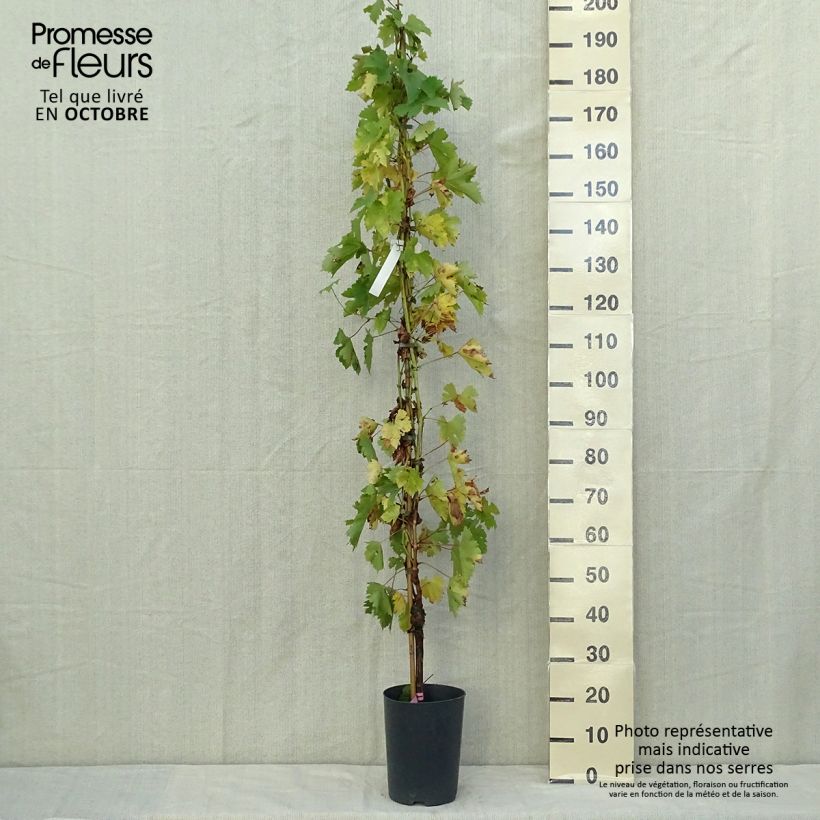 Vigne - Vitis vinifera Argentina Pot de 4L/5L sample as delivered in autumn