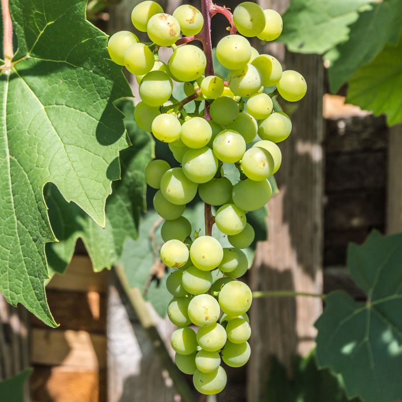 Vitis vinifera Himrod - Grape vine (Harvest)
