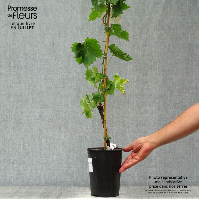 Vitis vinifera Muscat Bleu - Grape vine 2L/3L pot sample as delivered in summer