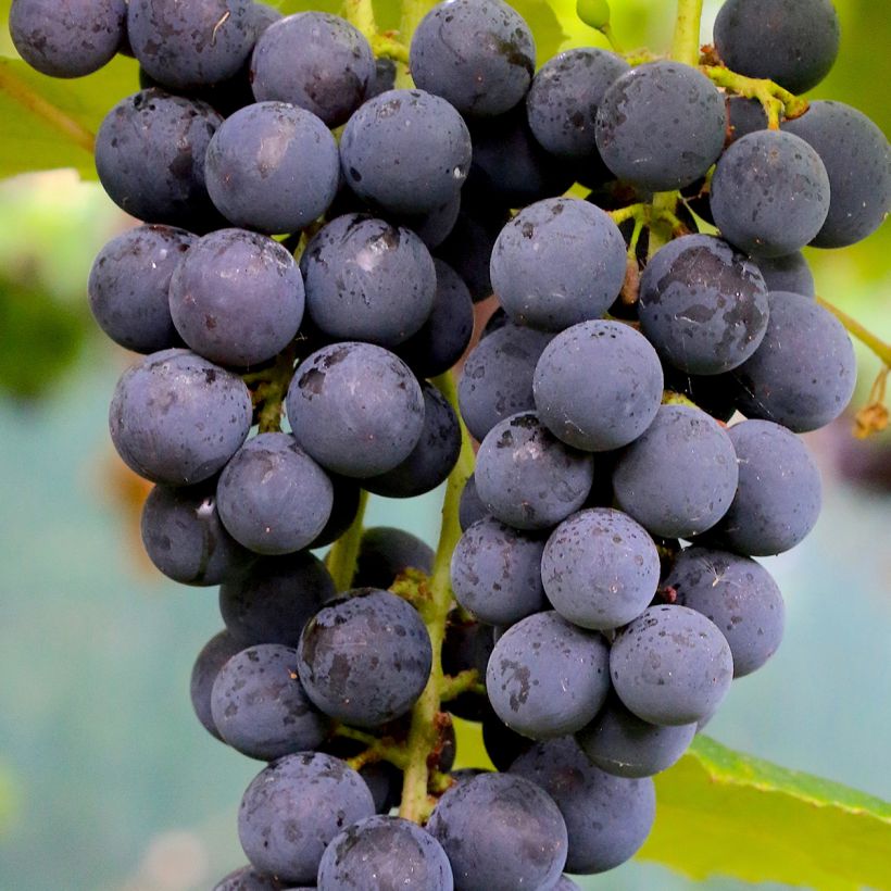 Vitis vinifera Muscat Rouge De Madere - Grape vine (Harvest)