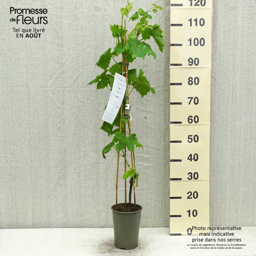 Vitis vinifera Attika 2L/3L potShipped height around 80/+cm sample as delivered in summer