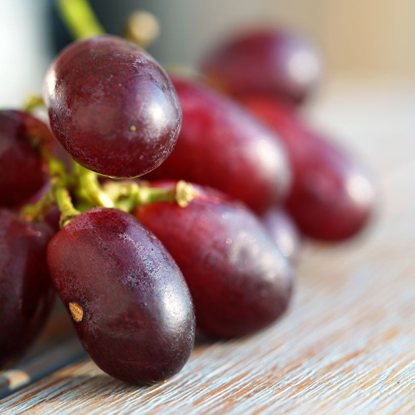 Vitis vinifera Crimson Seedless - Grape vine (Harvest)