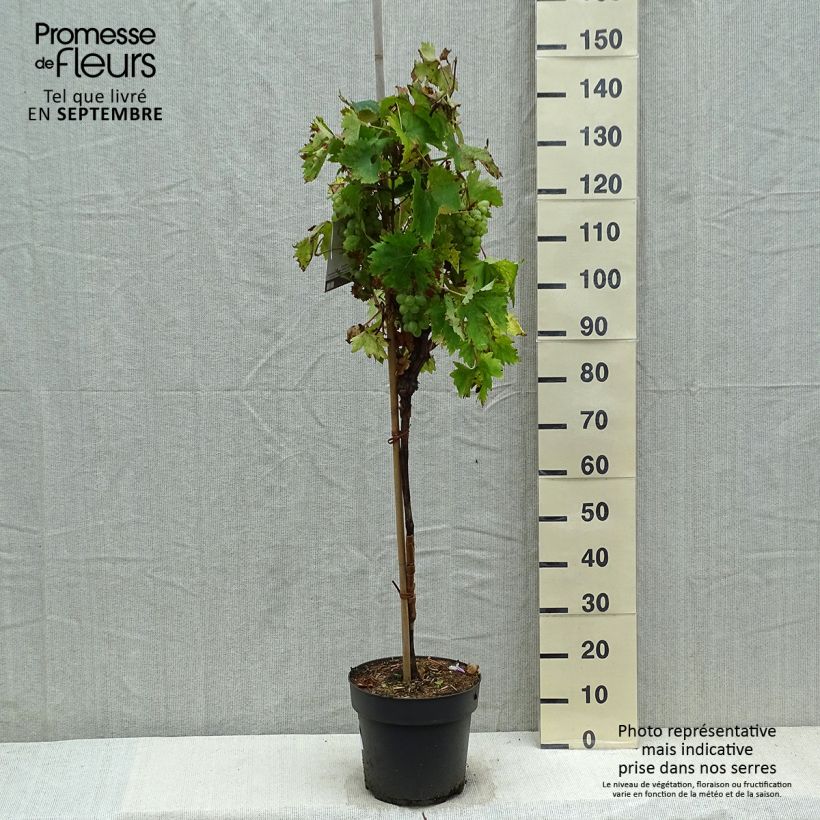 Vitis vinifera Rhea 7.5L/10L pot sample as delivered in autumn