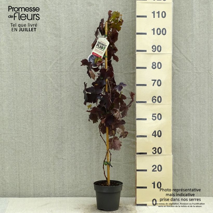 Vitis vinifera Purpurea - Grape Vine 2L/3L pot sample as delivered in summer