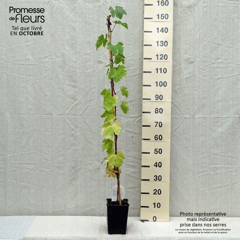 Vitis vinifera Aperina bianca - Grape vine 3L/4L pot sample as delivered in autumn