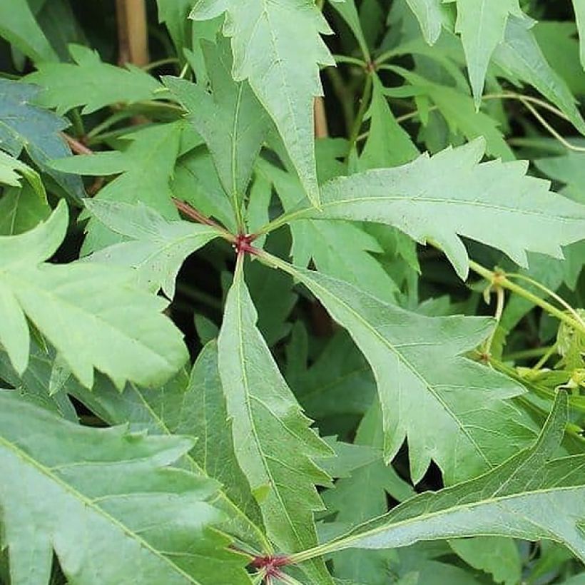 Parthenocissus quinquefolia Kirigami- Virginia Creeper (Foliage)