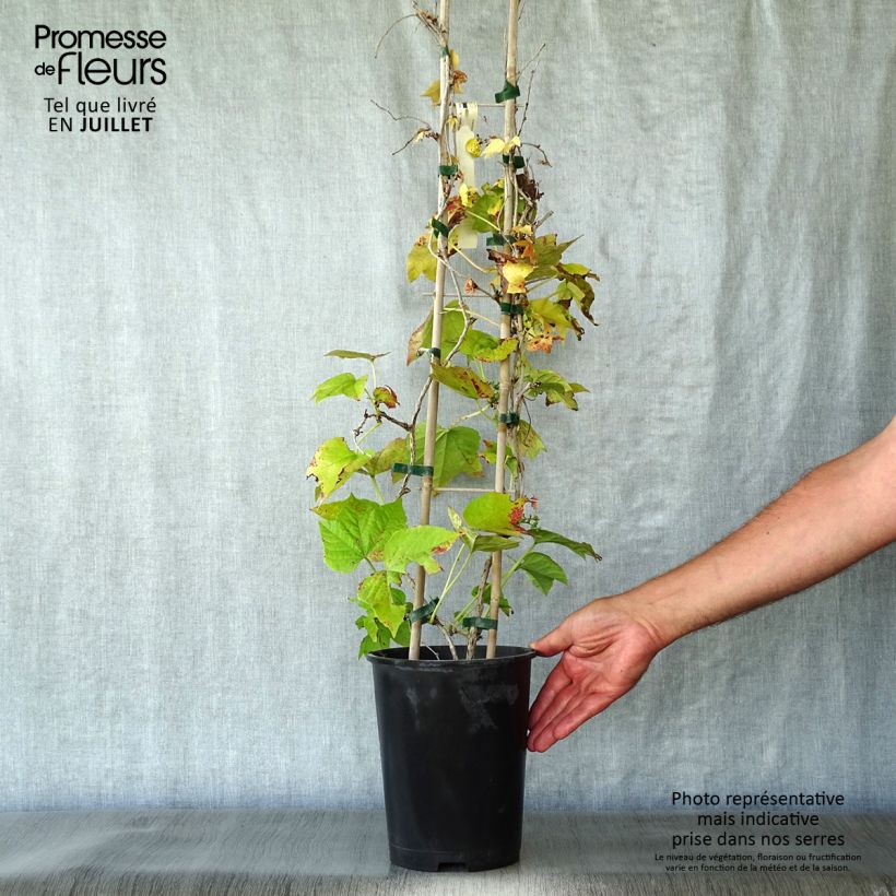 Parthenocissus tricuspidata Fenway Park - Boston Ivy 4L/5L pot sample as delivered in summer