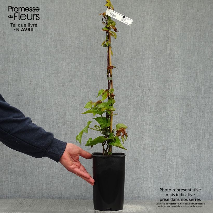 Parthenocissus tricuspidata Veitchii Robusta -Boston Ivy 2L/3L potShipped height around 30/40cm sample as delivered in spring