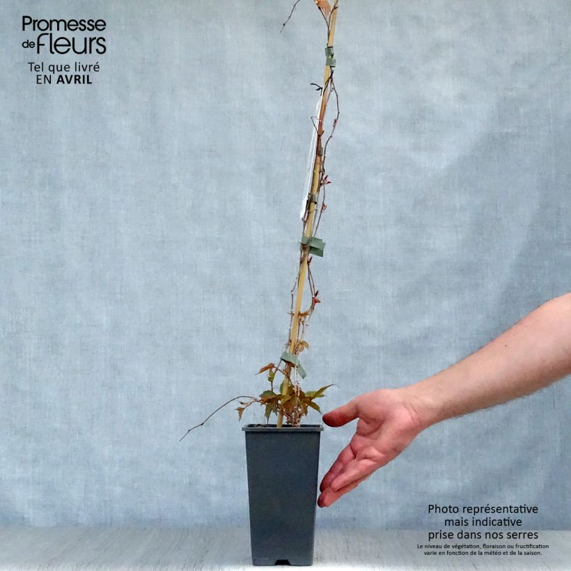 Parthenocissus tricuspidata Veitchii - Boston Ivy sample as delivered in spring