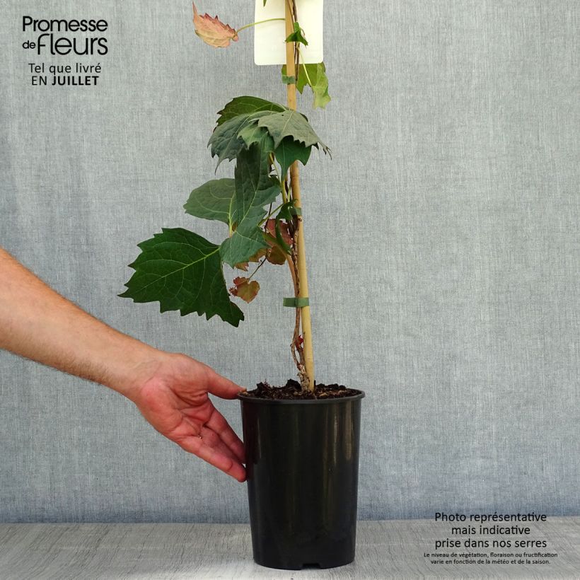 Parthenocissus tricuspidata Atropurpurea- Boston Ivy 2L/3L pot sample as delivered in summer