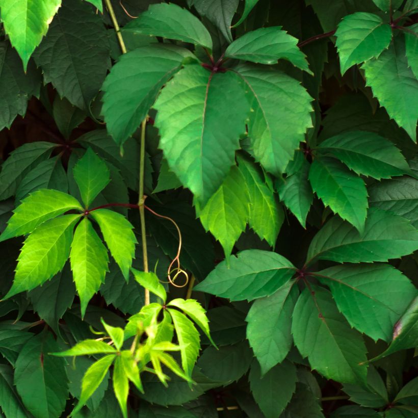 Parthenocissus viteacea (Foliage)