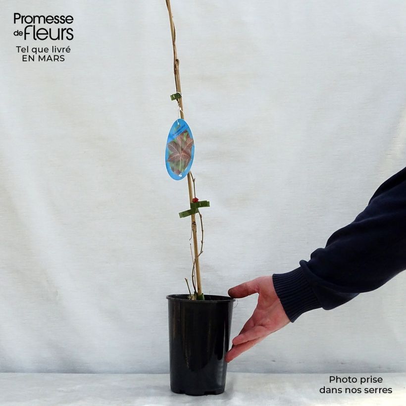 Parthenocissus henryana sample as delivered in spring