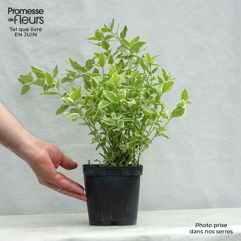 Vinca major Variegata 2L/3L pot sample as delivered in summer
