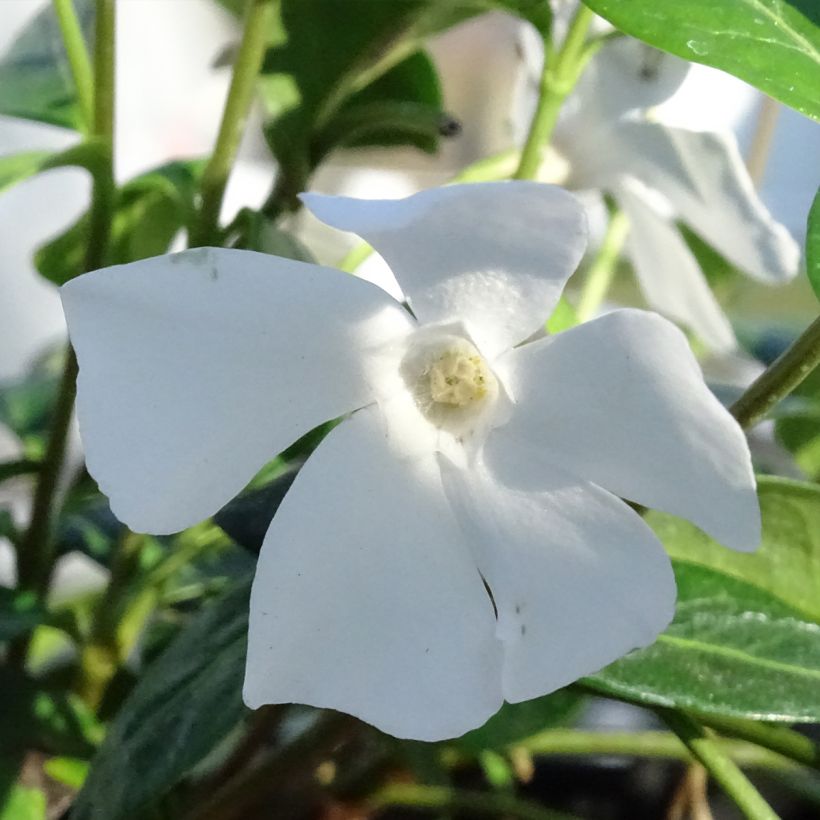 Vinca minor Alba (Flowering)