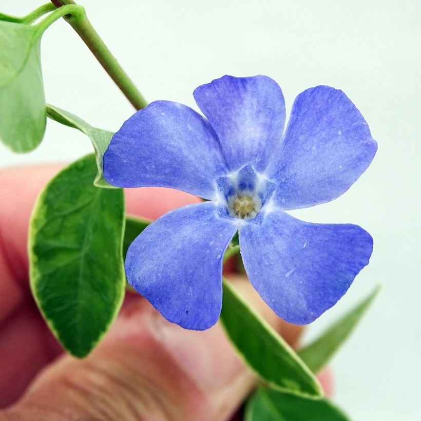 Vinca minor Argenteovariegata (Flowering)