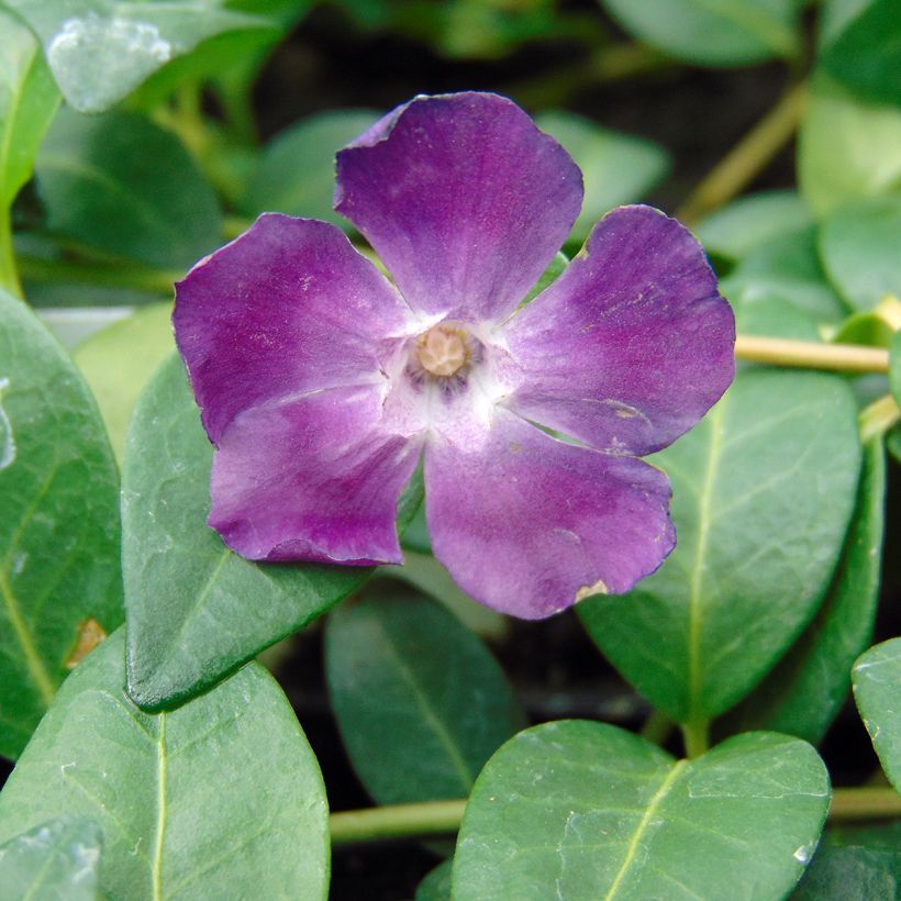 Vinca minor Atropurpurea (Flowering)