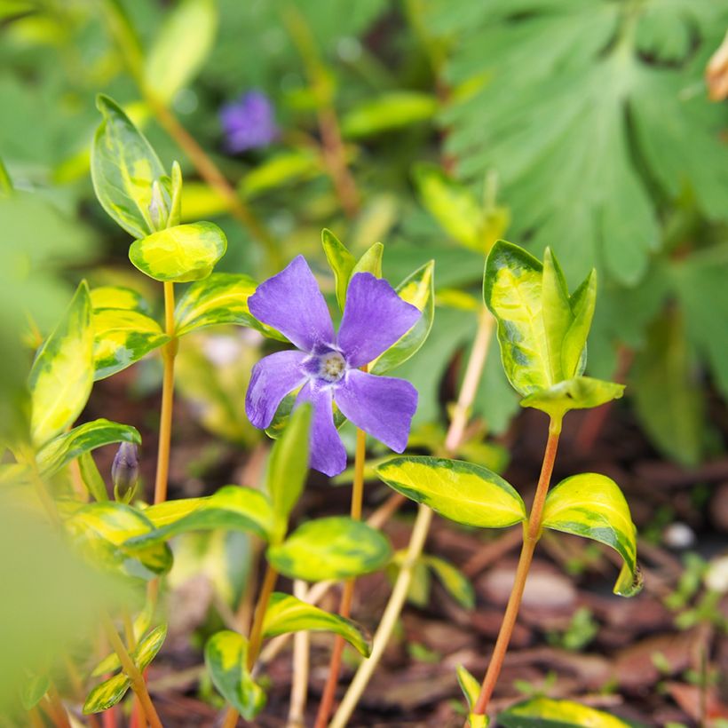 Vinca minor Illumination (Flowering)