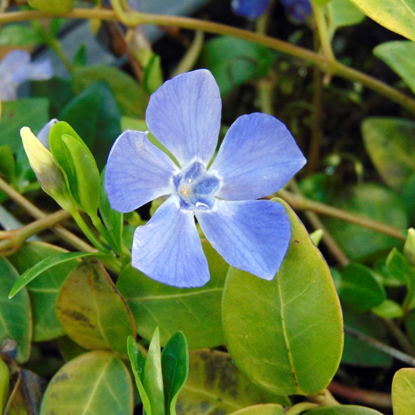 Vinca minor Marie (Flowering)