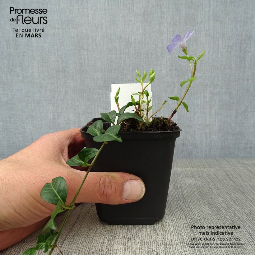 Vinca minor Valentin - Petite Pervenche Godet de 8/9 cm sample as delivered in spring