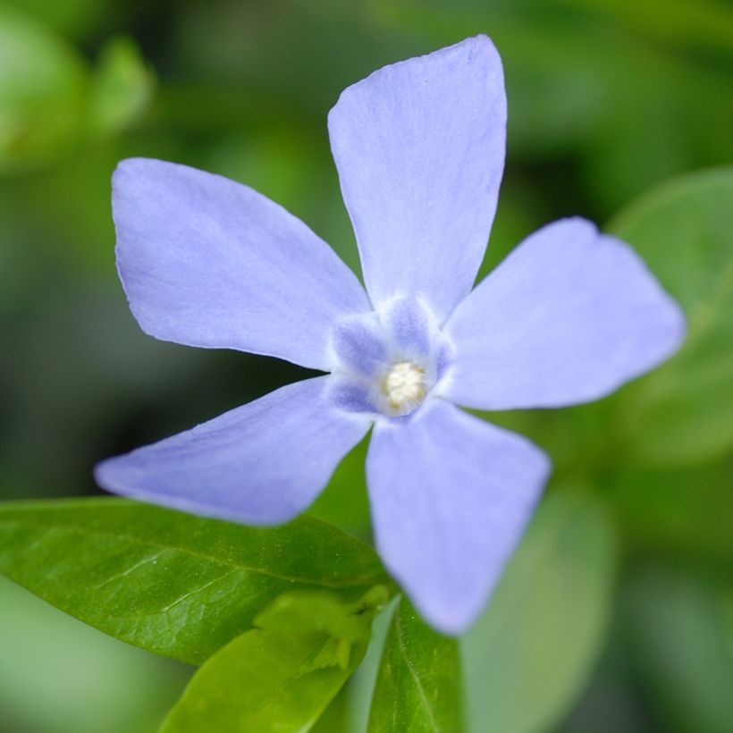 Vinca minor Valentin (Flowering)