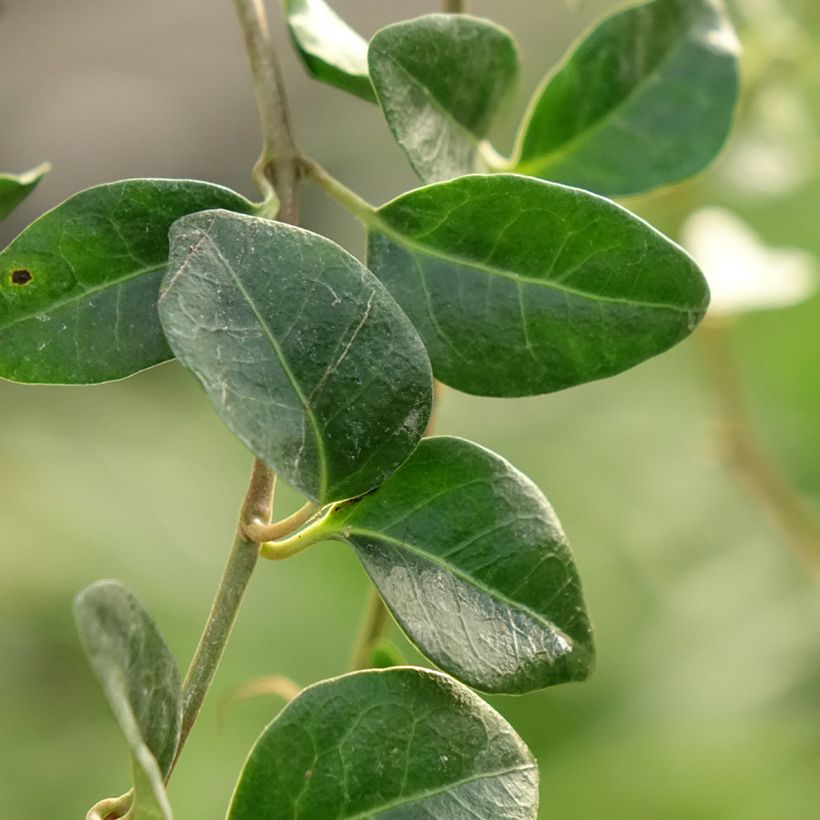 Vinca minor Valentin (Foliage)