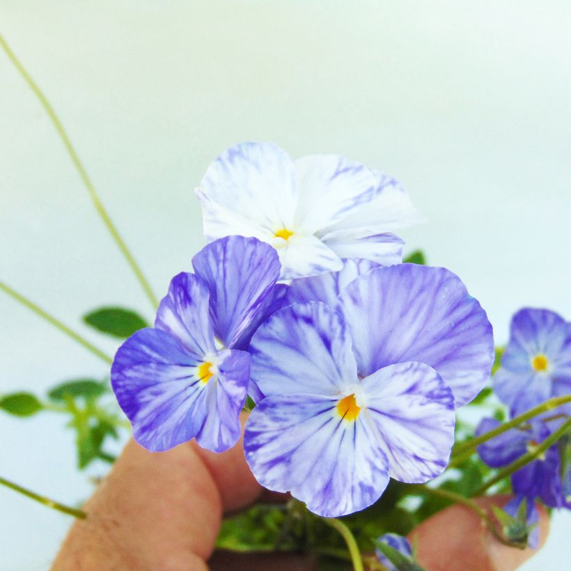 Viola cornuta Columbine (Flowering)