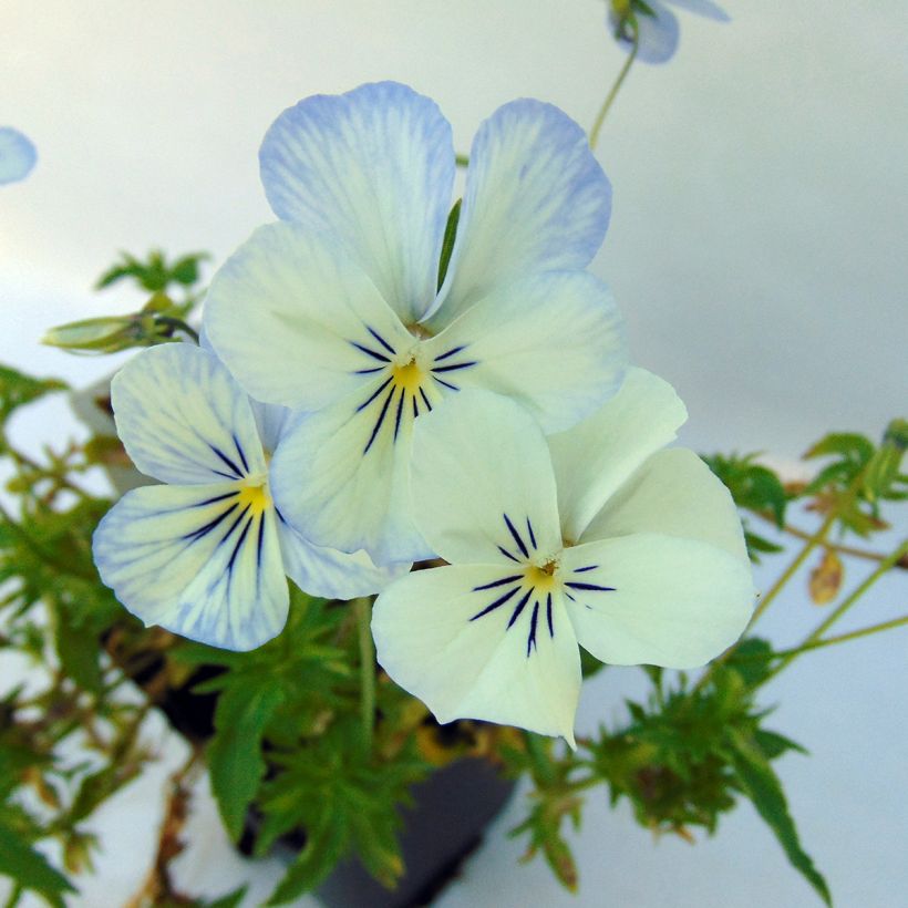 Viola cornuta Icy but spicy (Flowering)