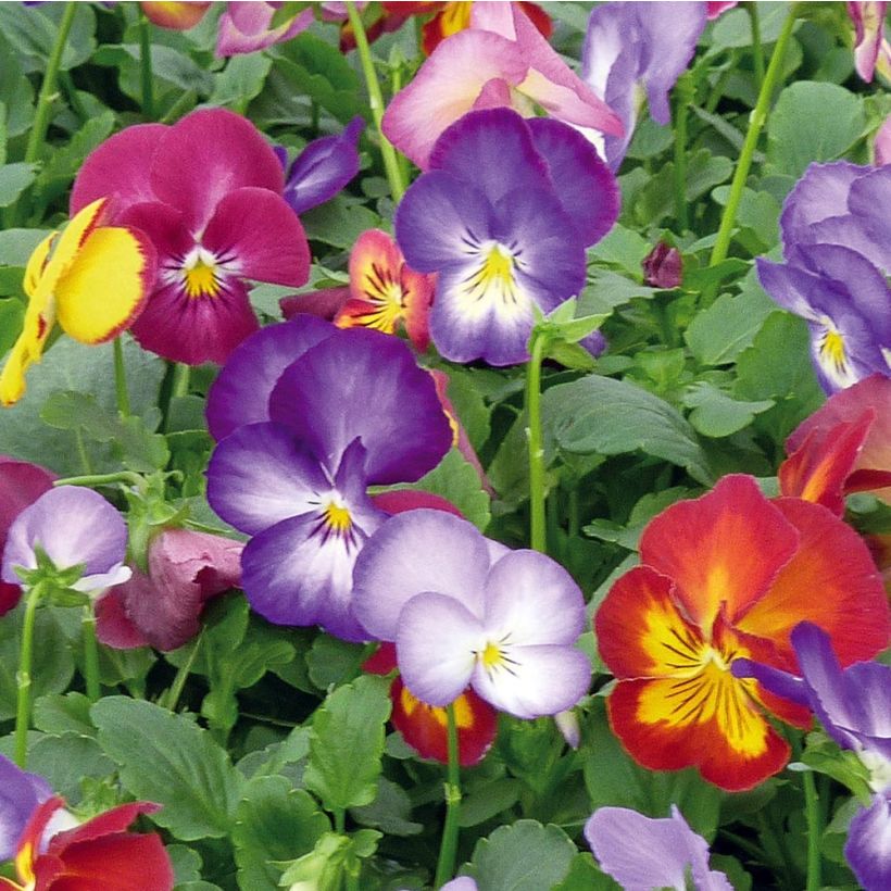 Viola wittrockiana Ultima Radiance F1 Mix- Swiss Garden Pansy (Flowering)